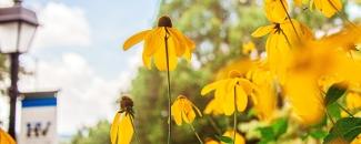 Flowers on campus